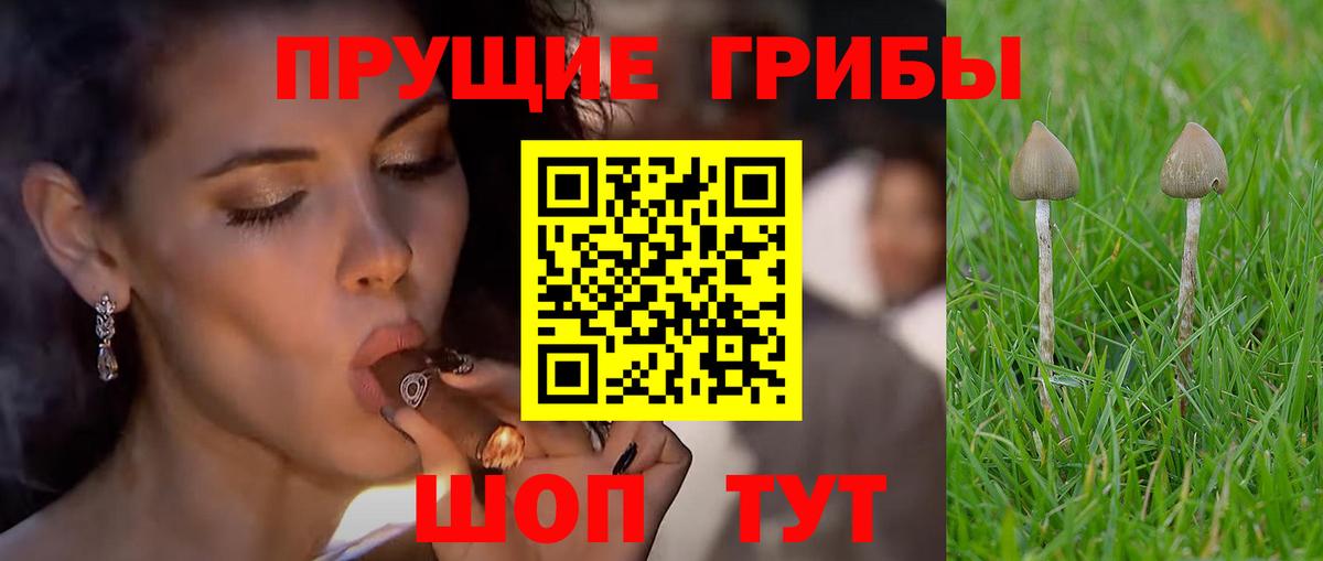 купить наркотик  Вход с VPN  Калуга  Псилоцибиновые грибы GOLDEN TEACHER 
